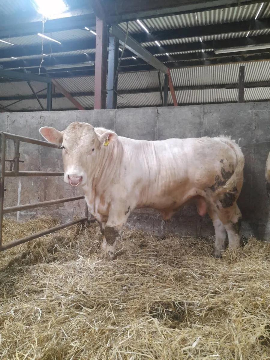 Charolais Bulls - Image 2