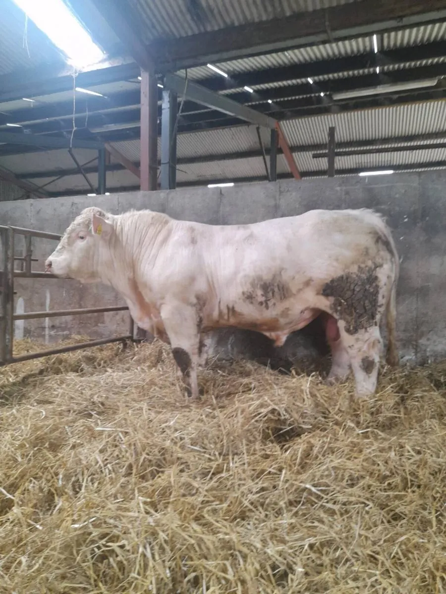 Charolais Bulls - Image 3