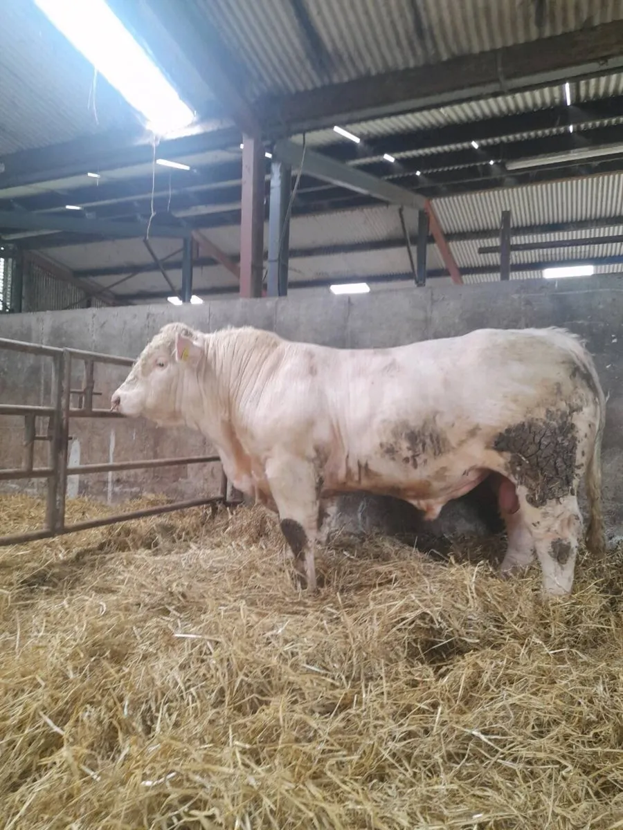 Charolais Bulls - Image 4