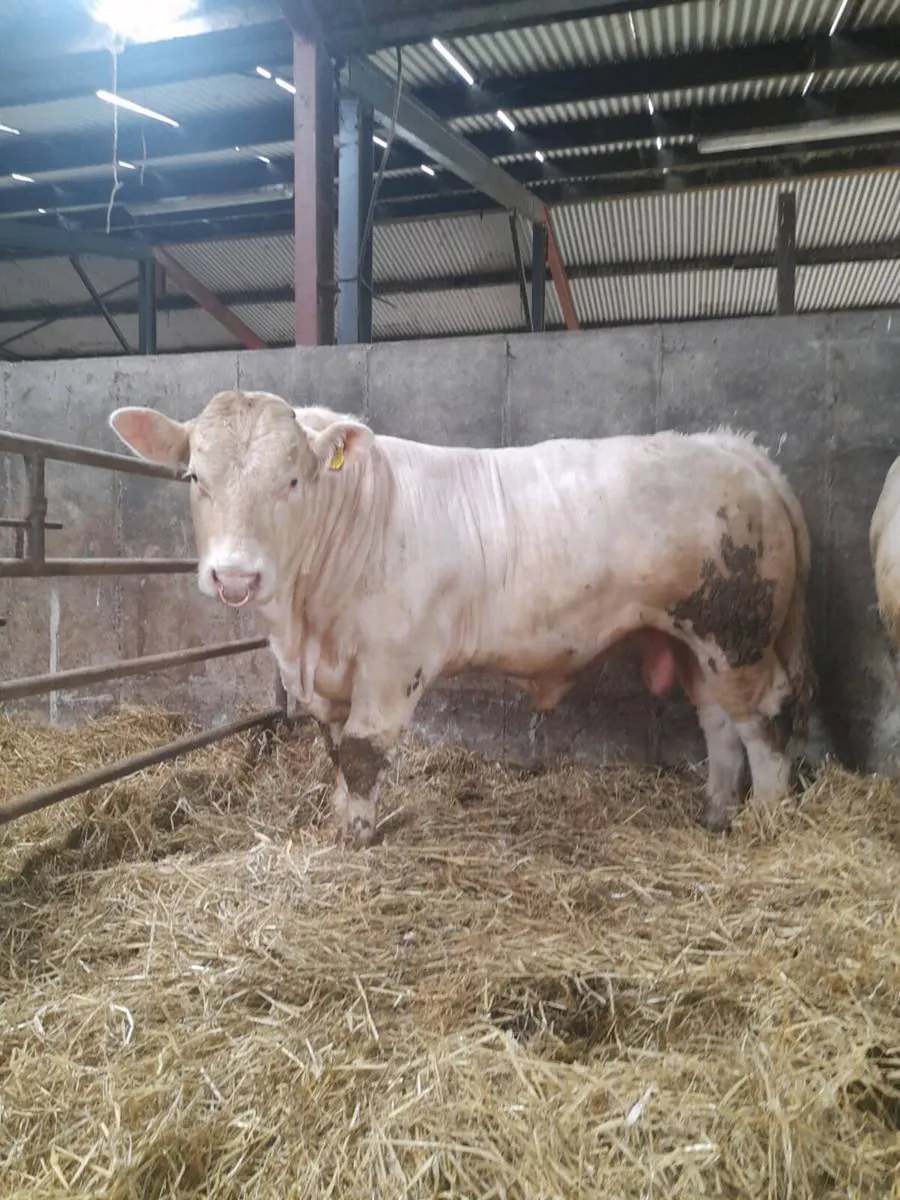 Charolais Bulls - Image 1