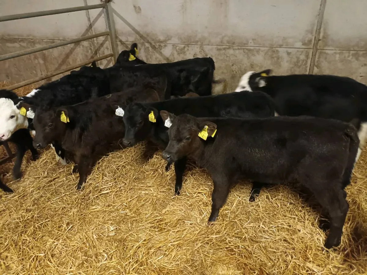 10 SUPER HEIFER CALVES FOR SALE - Image 1