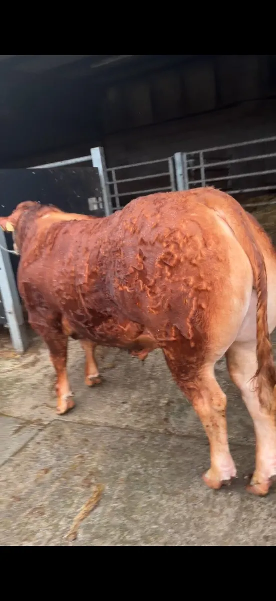 Pedigree Limousin bull - Image 1