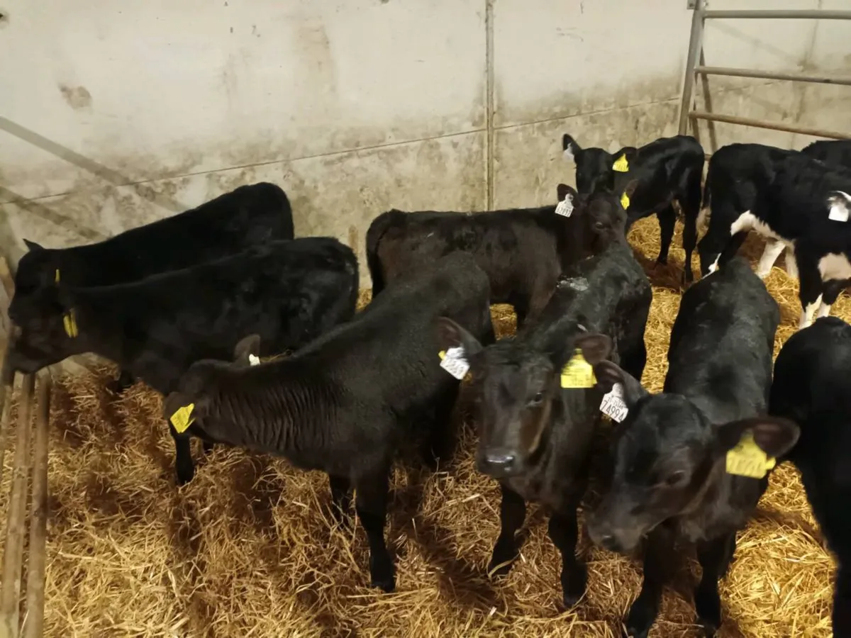 10 SUPER HEIFER CALVES FOR SALE - Image 2