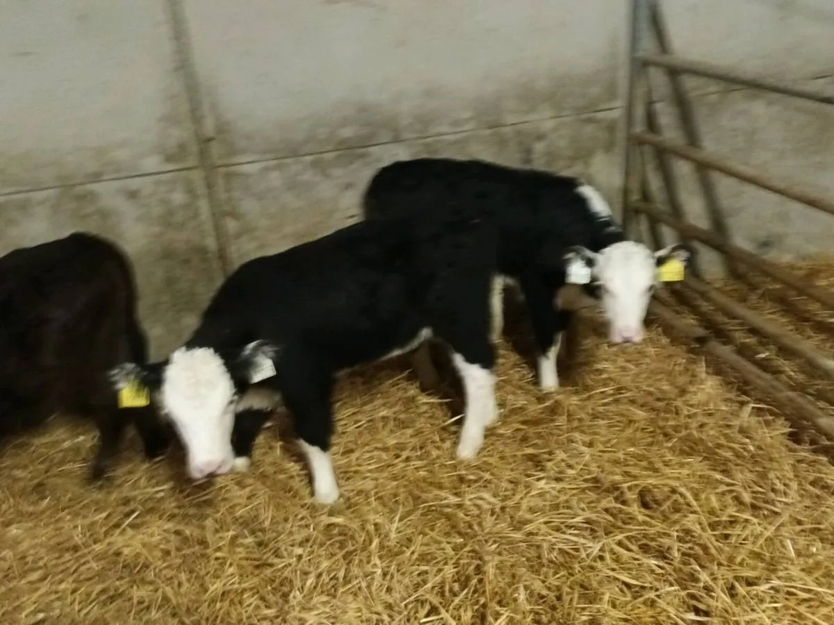 10 SUPER HEIFER CALVES FOR SALE - Image 3