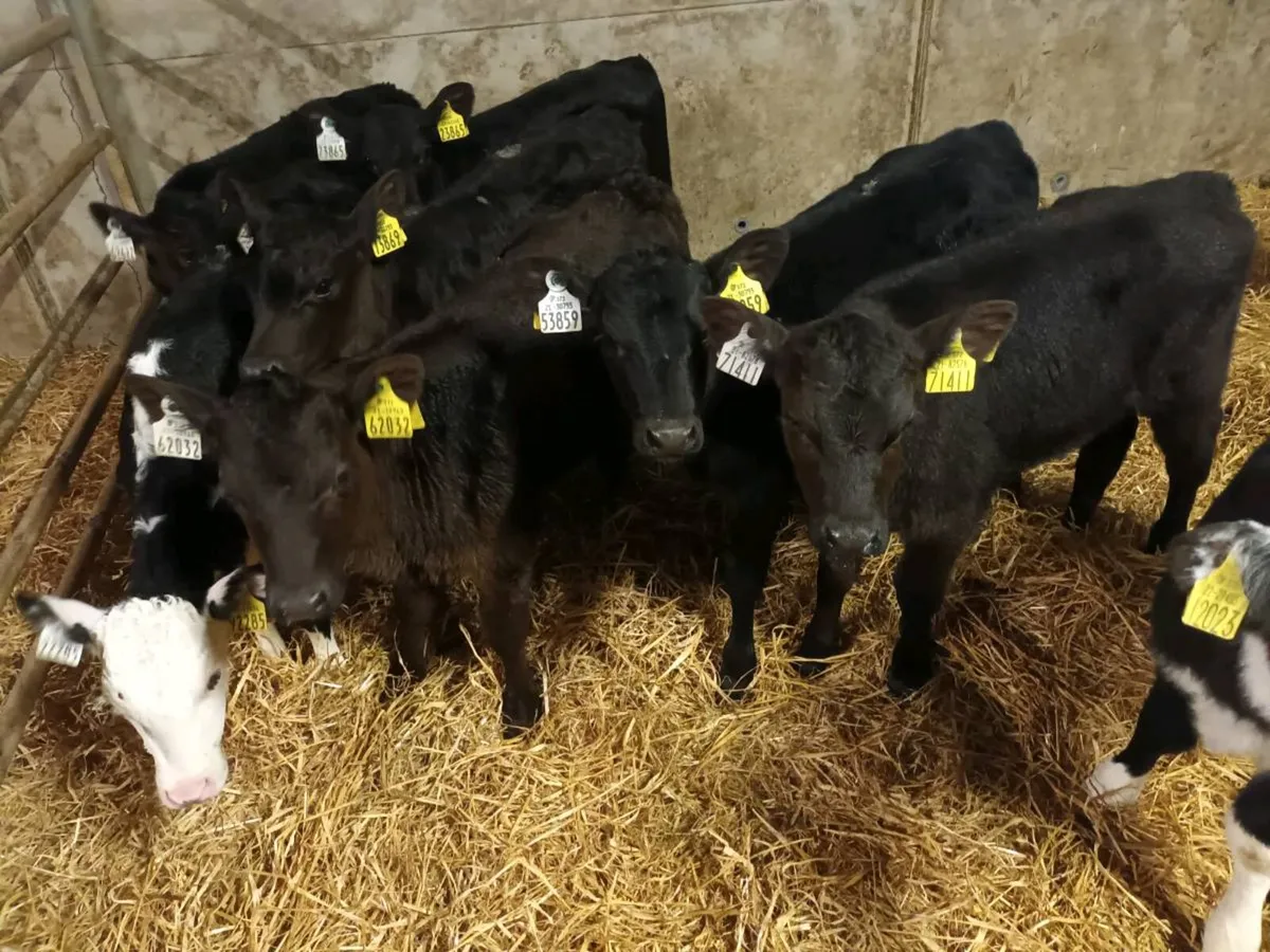 10 SUPER HEIFER CALVES FOR SALE - Image 4