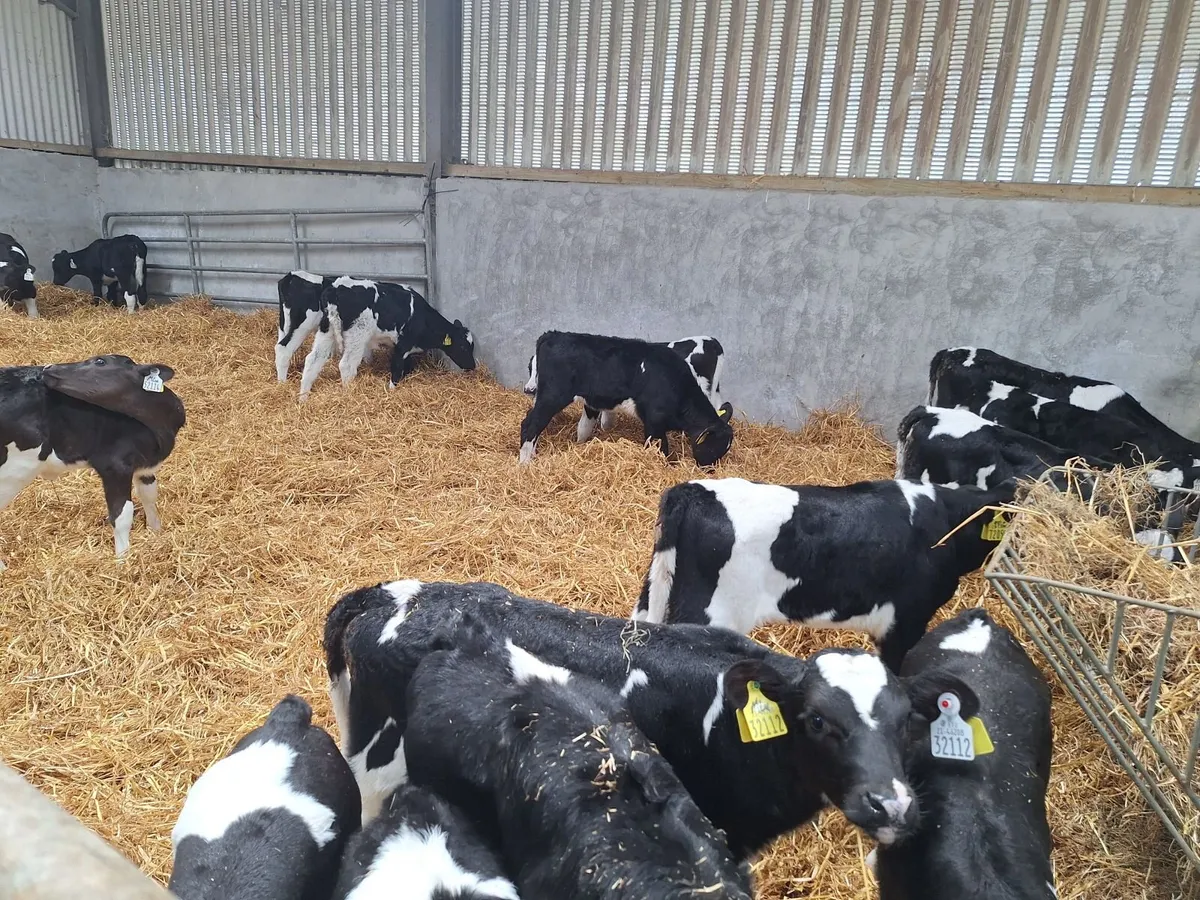 PBR Hol/Fr Heifer calves