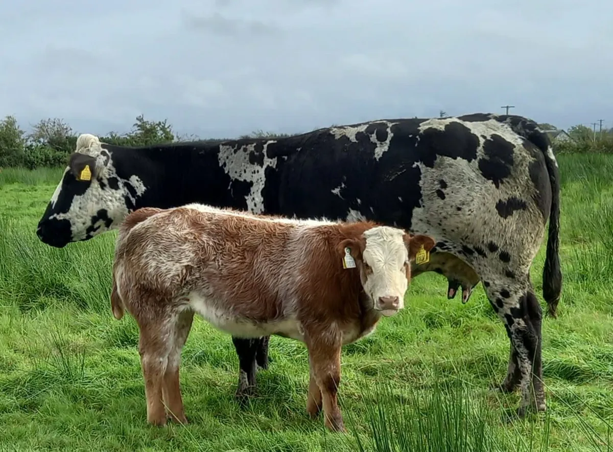 Weanling heifers pen 58 Castlerea Mart Thursday - Image 2