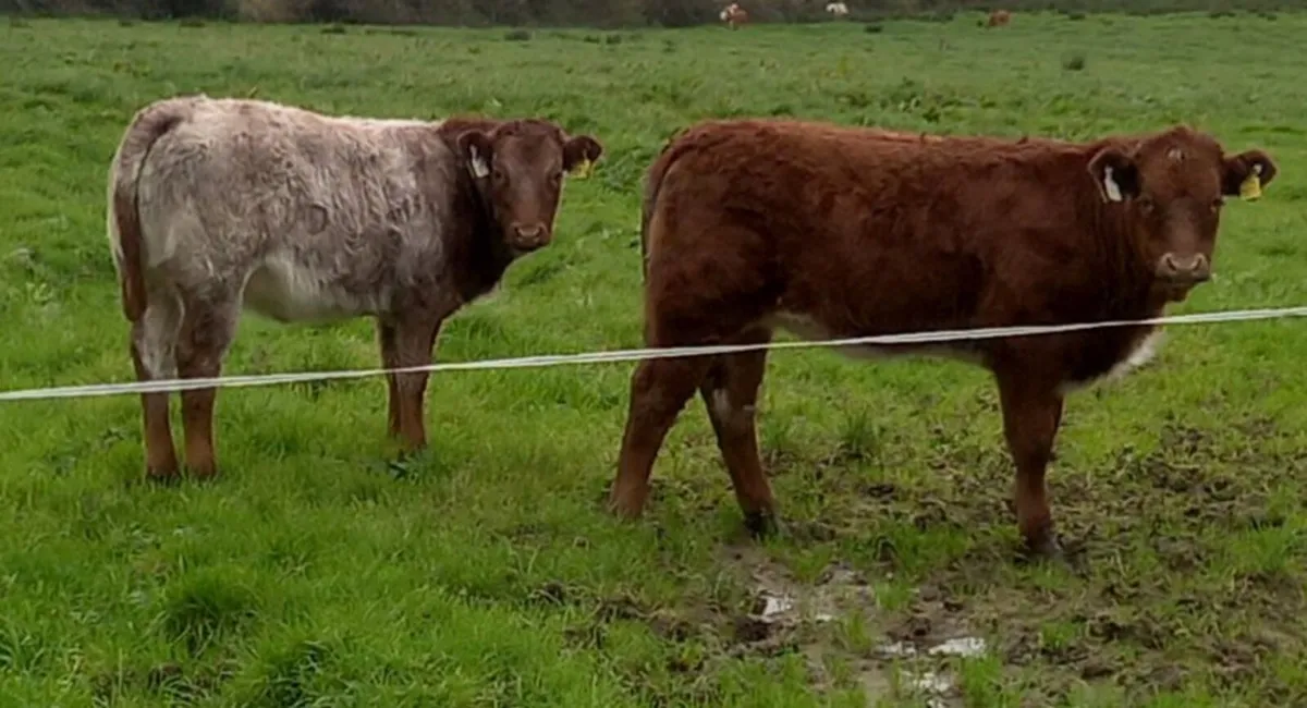 Weanling heifers pen 58 Castlerea Mart Thursday - Image 3