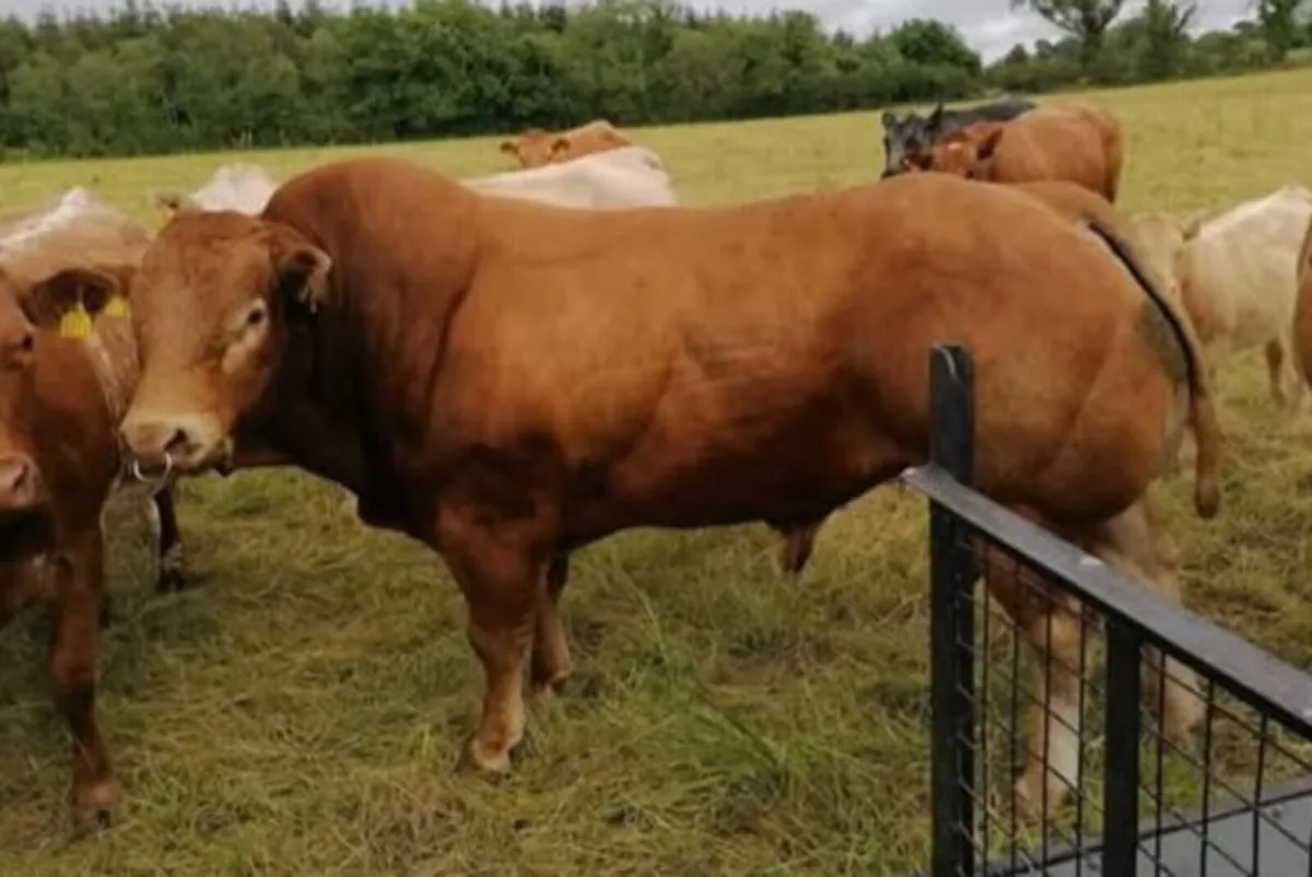 Weanling heifers pen 58 Castlerea Mart Thursday - Image 1