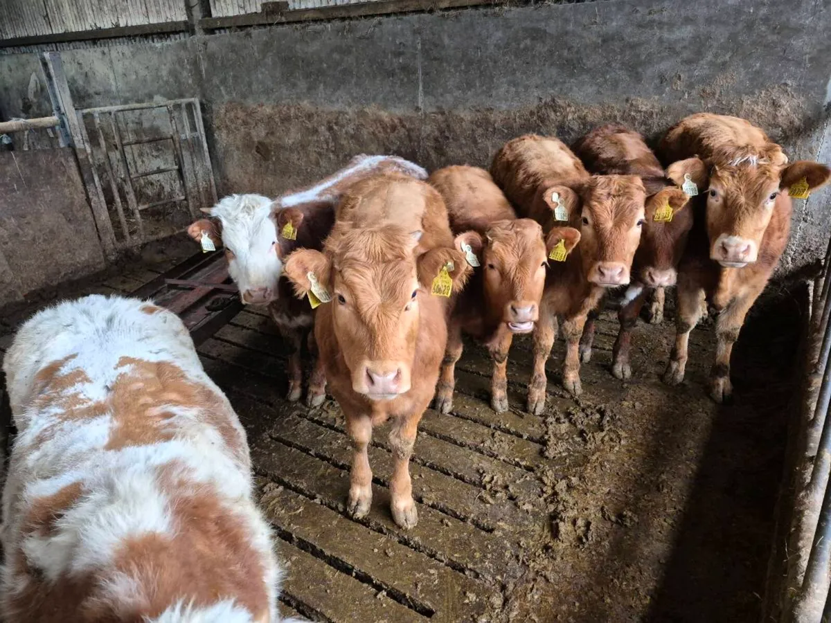 Weanling heifers pen 58 Castlerea Mart Thursday - Image 4