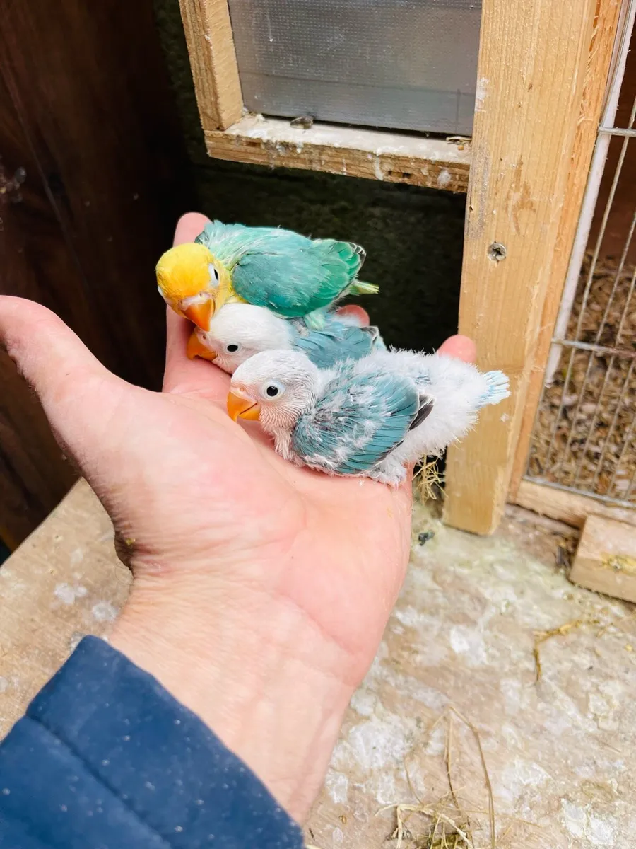 Love birds - Image 2