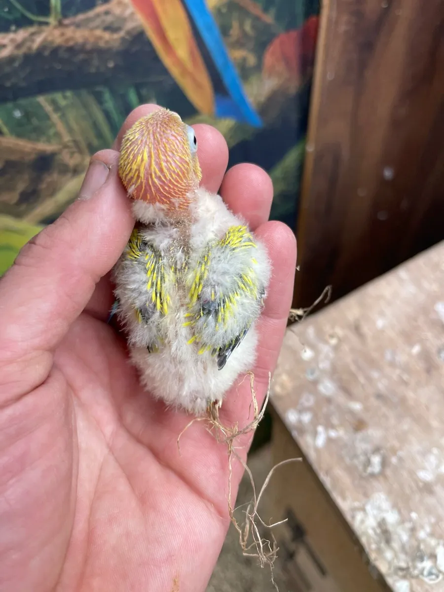 Love birds - Image 3