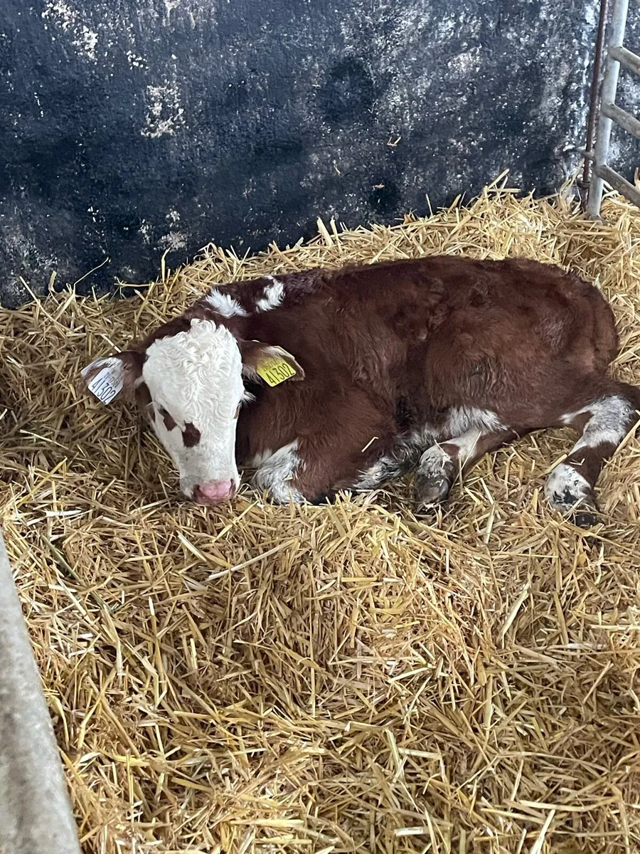 Calves - Image 1