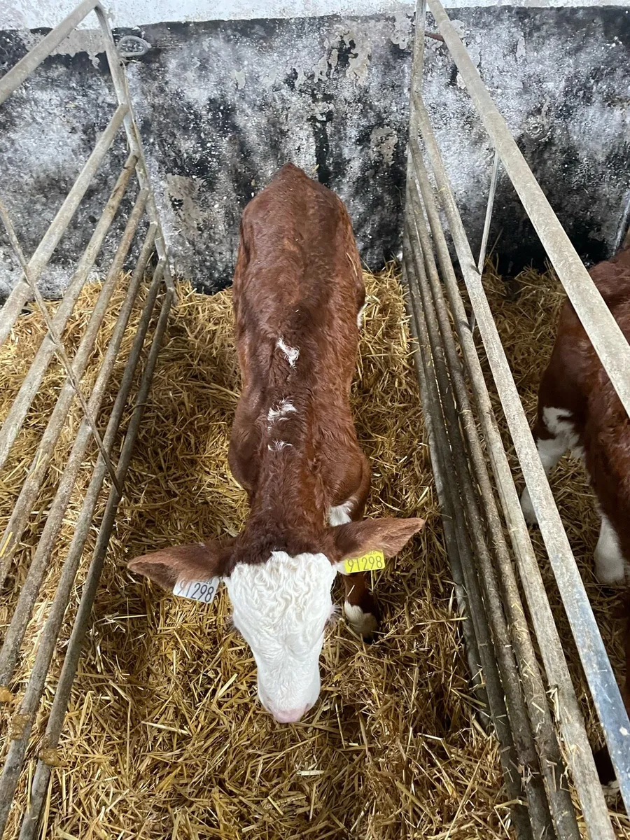 Calves - Image 2