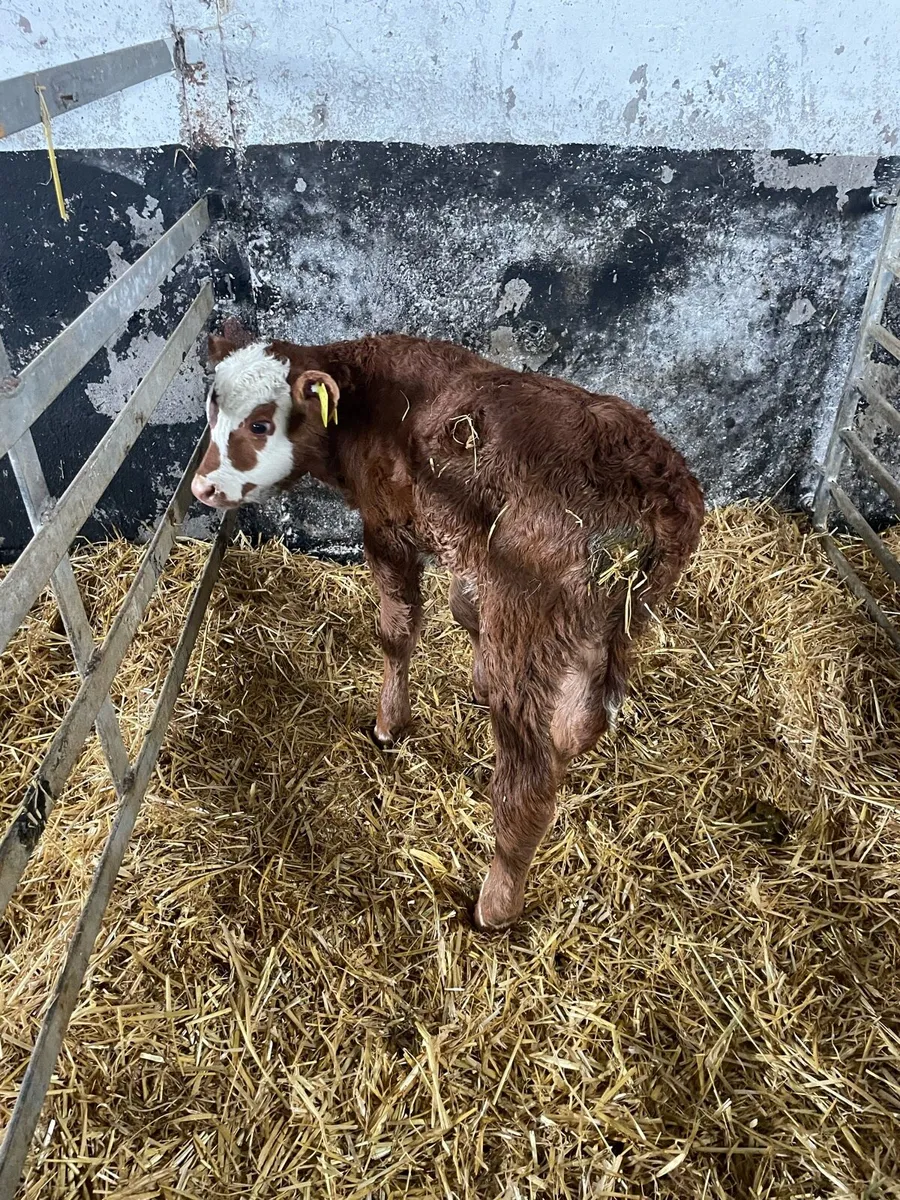 Calves - Image 4