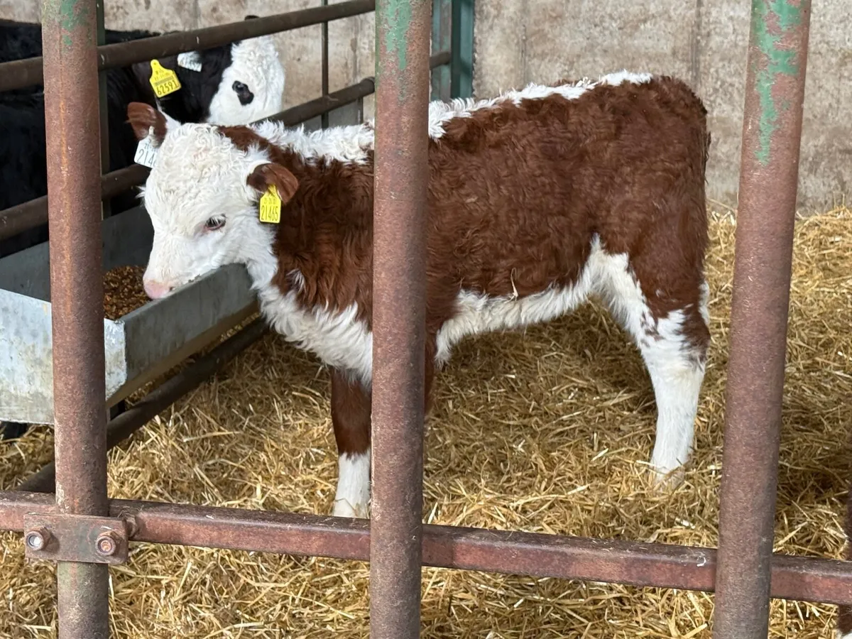 20 Big Strong Hereford Heifer Calves - Image 3