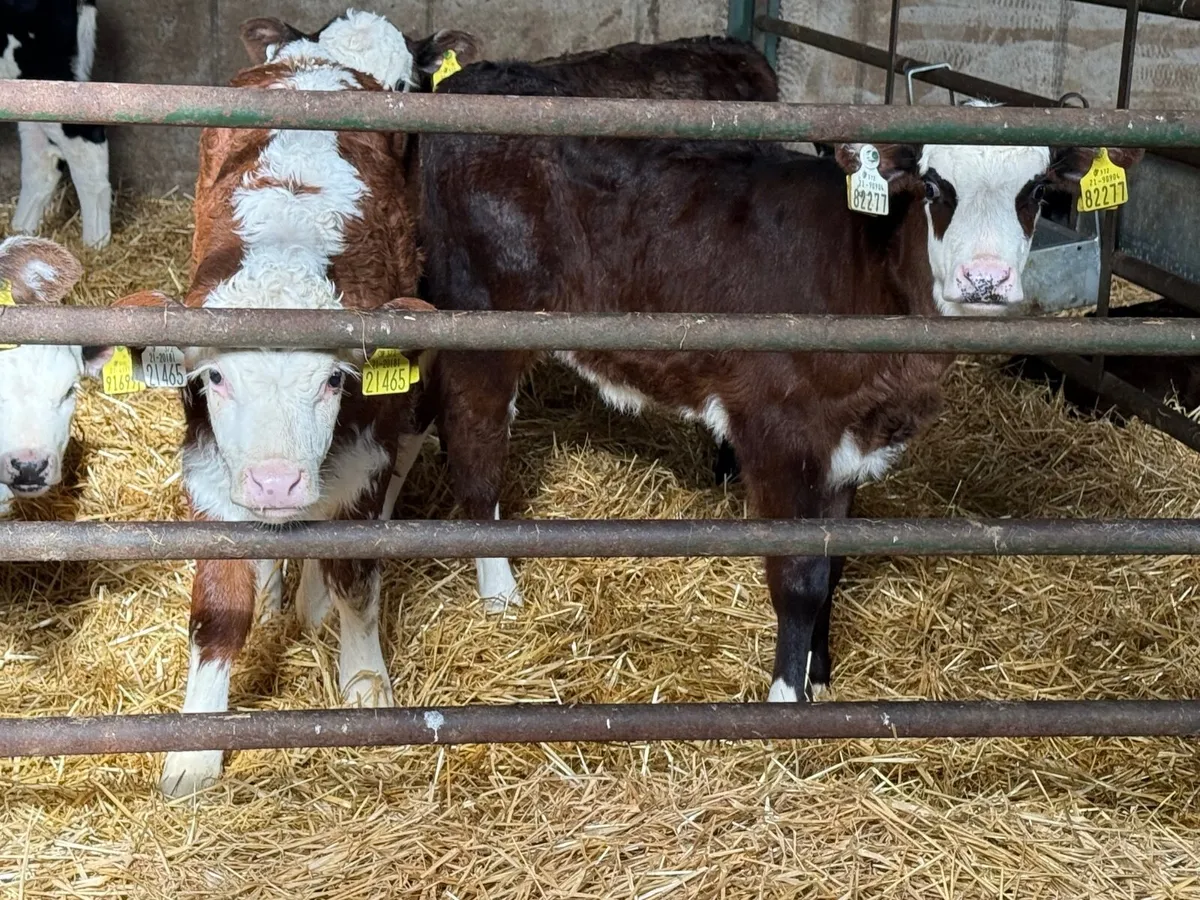 20 Big Strong Hereford Heifer Calves - Image 4