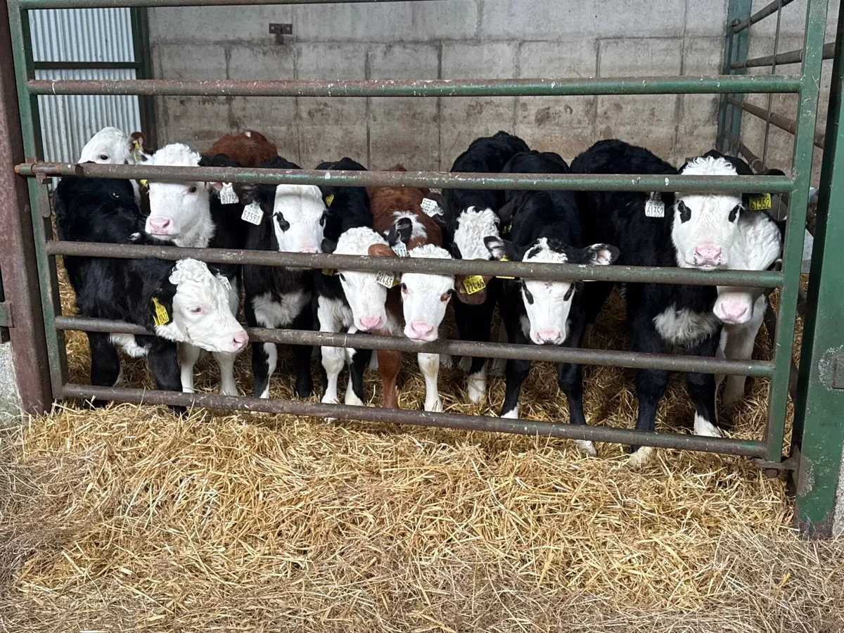 20 Big Strong Hereford Heifer Calves - Image 1