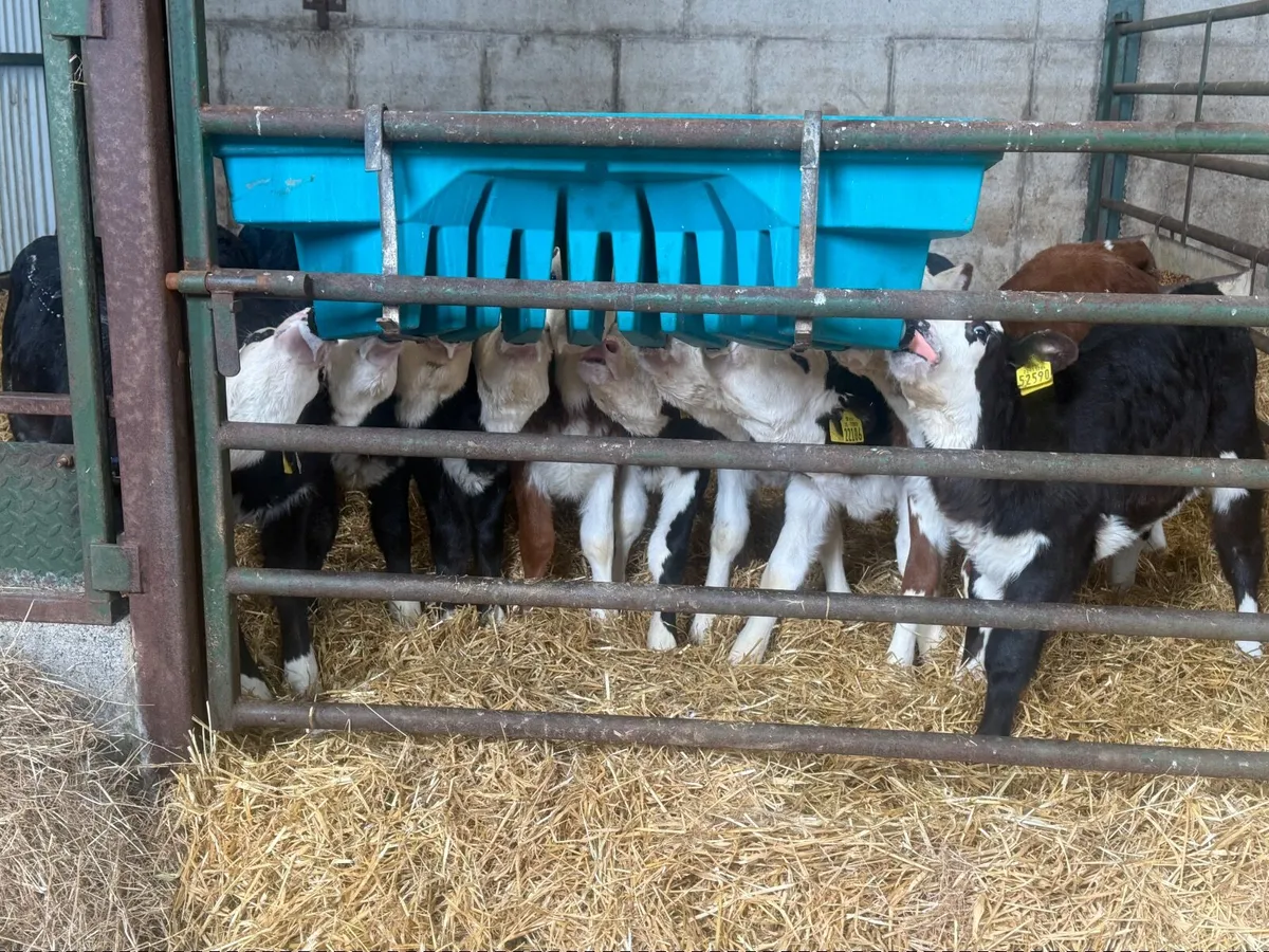 20 Big Strong Hereford Heifer Calves - Image 2