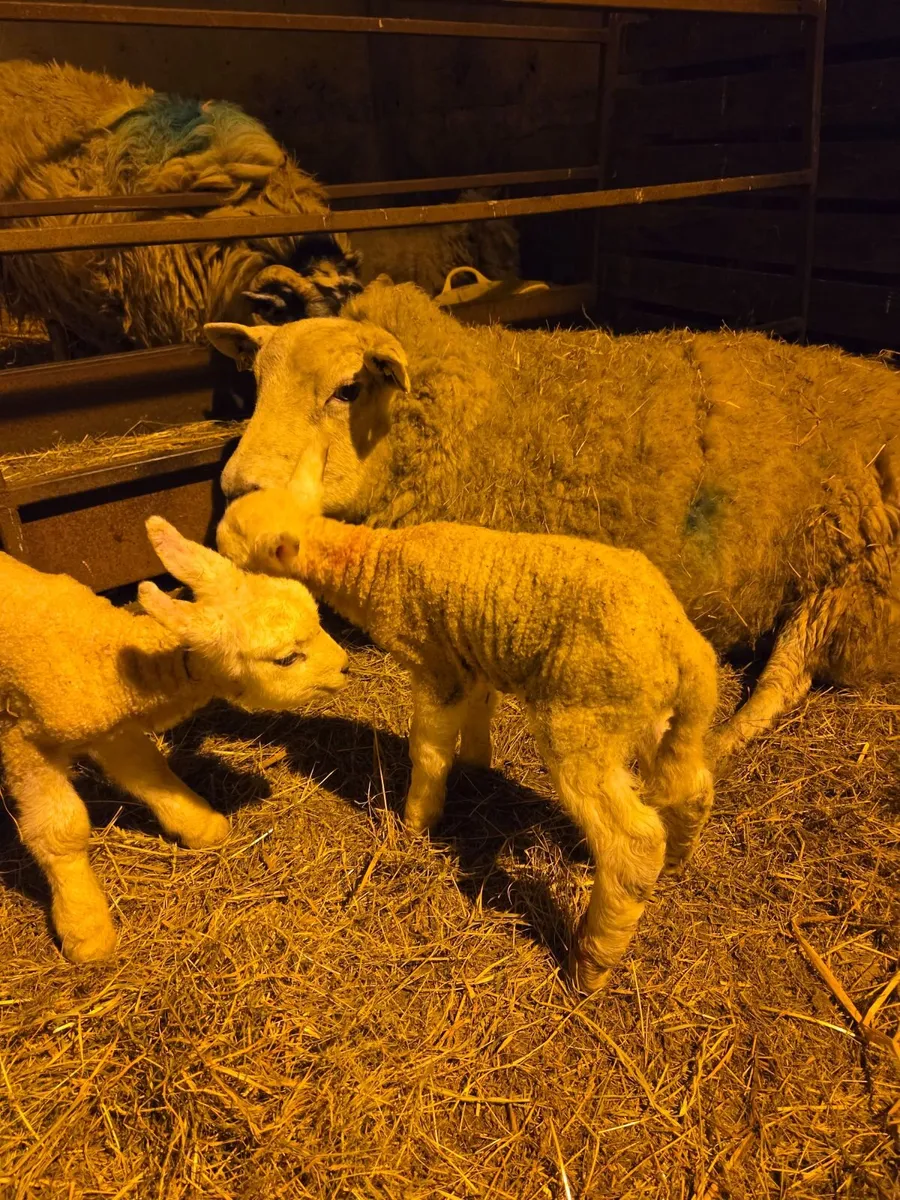 Pet lambs - Image 1