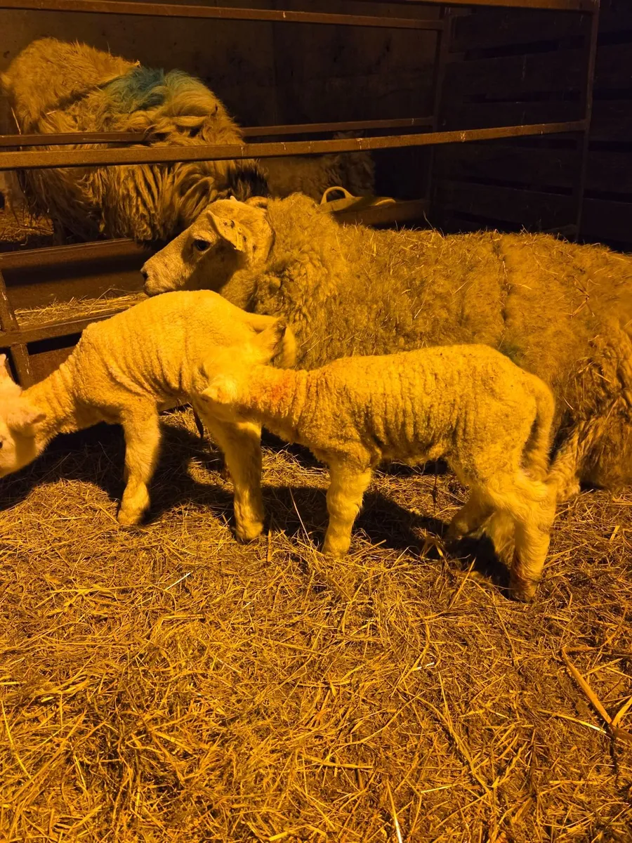 Pet lambs - Image 2