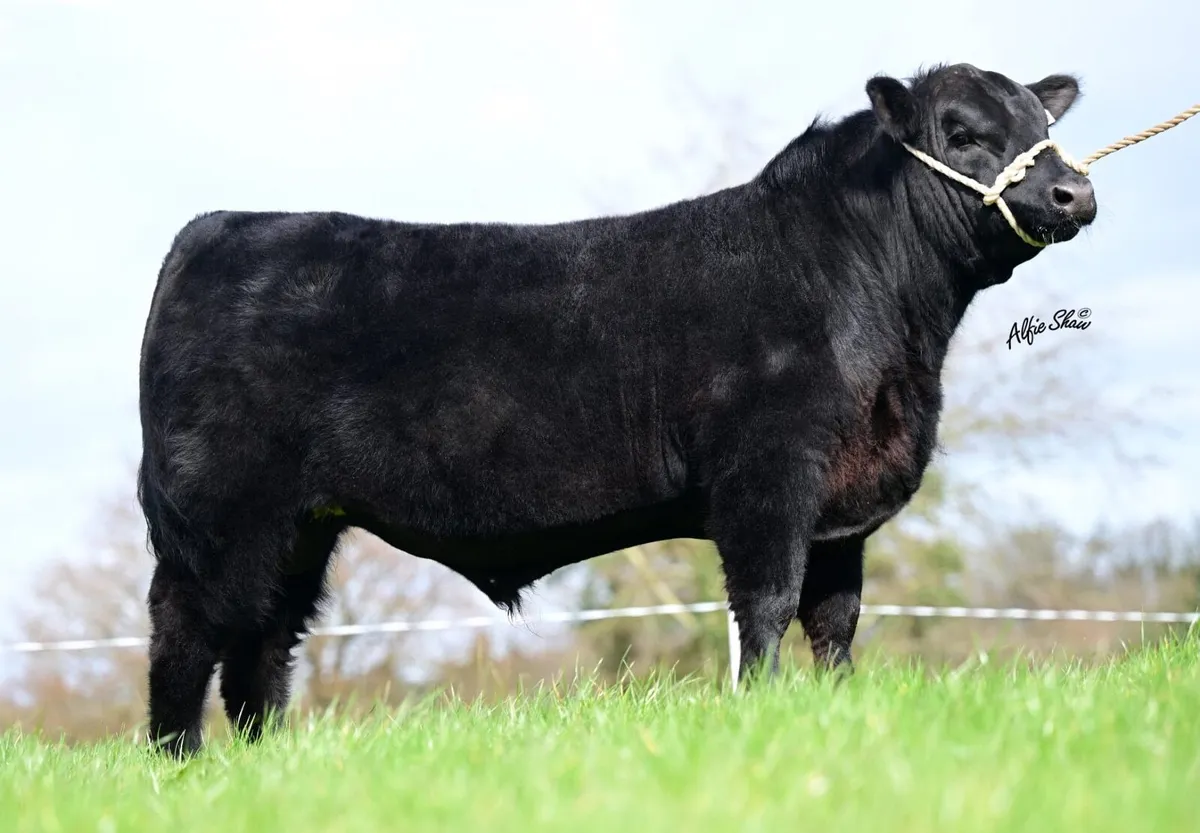 Drumcrow Angus bulls - Image 3