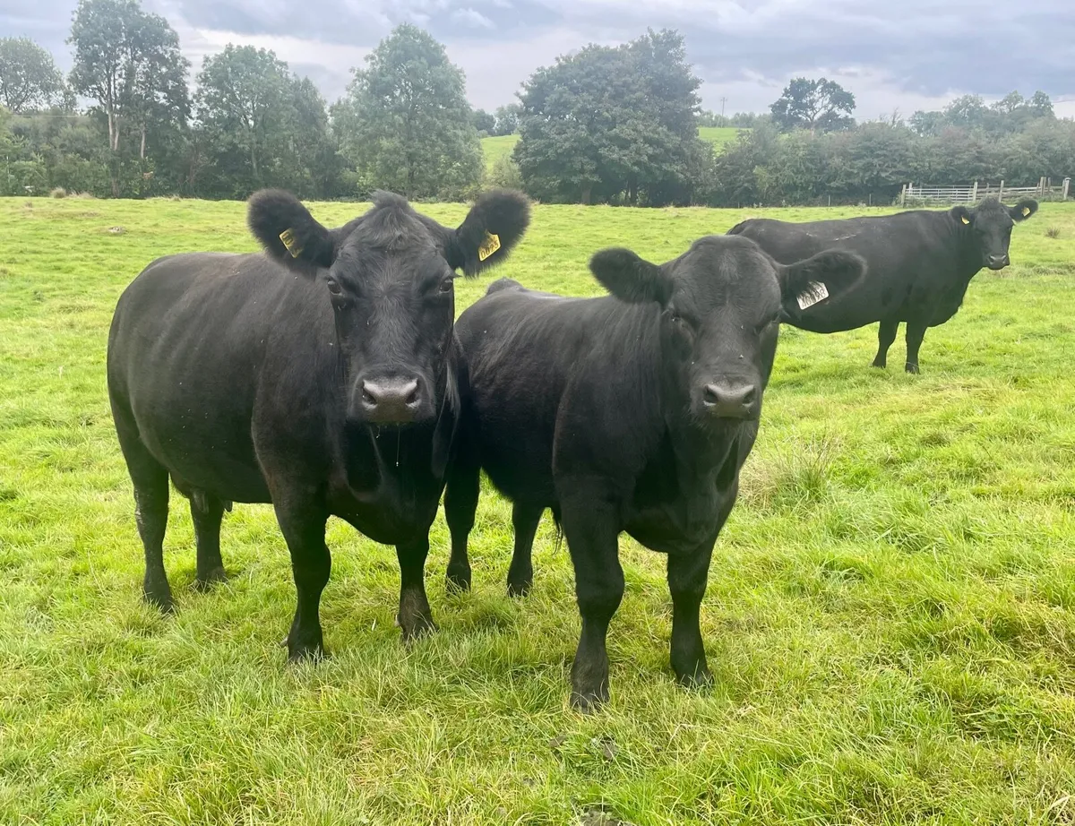Drumcrow Angus bulls - Image 4