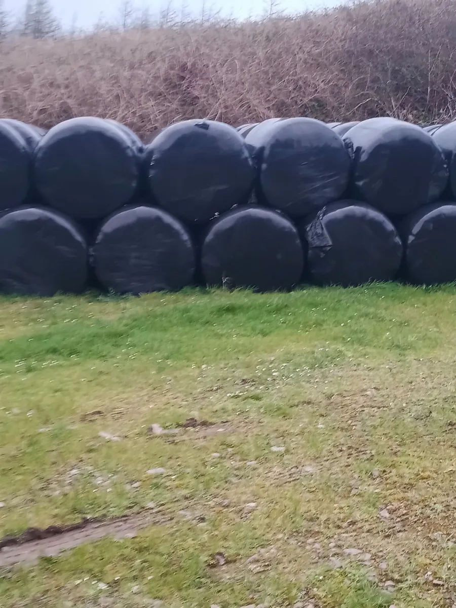 Silage bales - Image 3