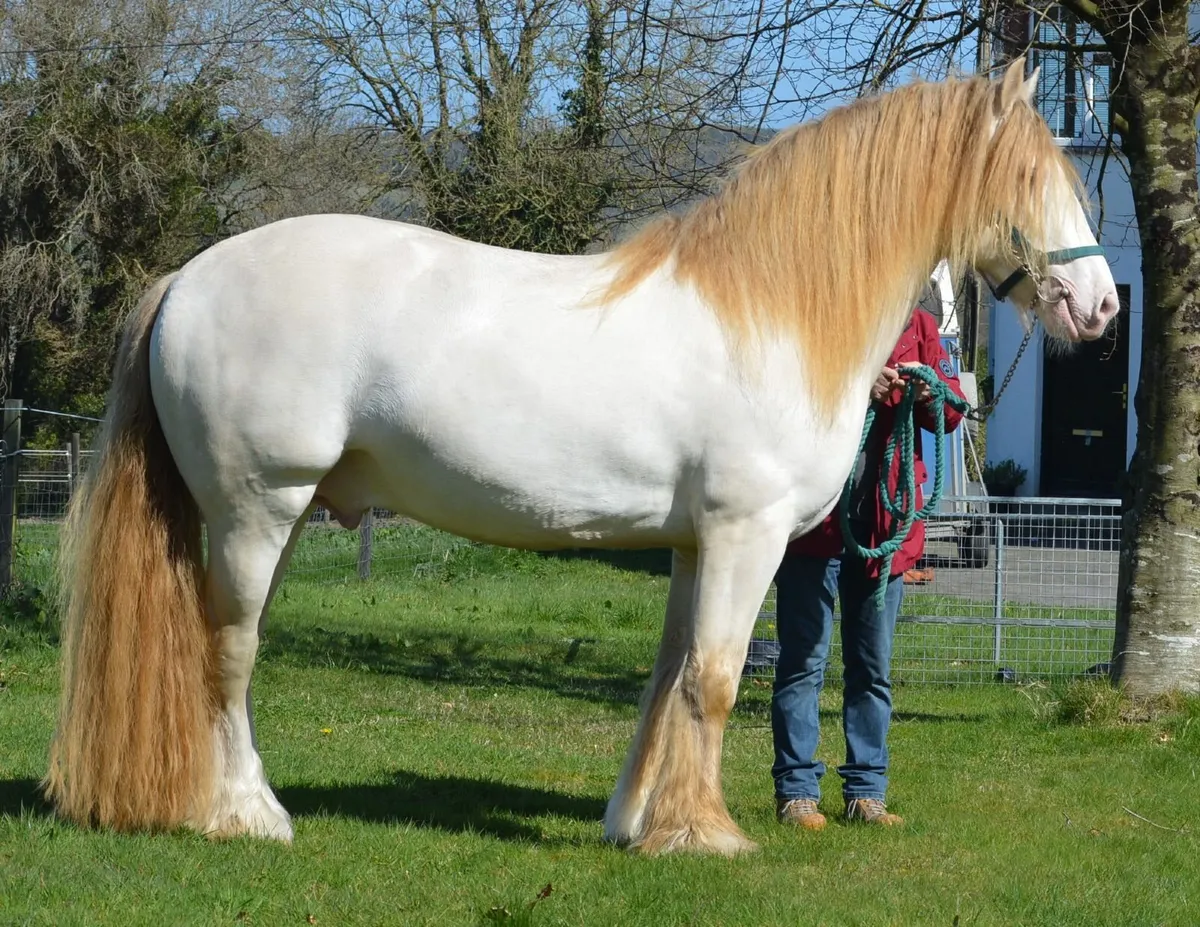 Stallion - Image 1
