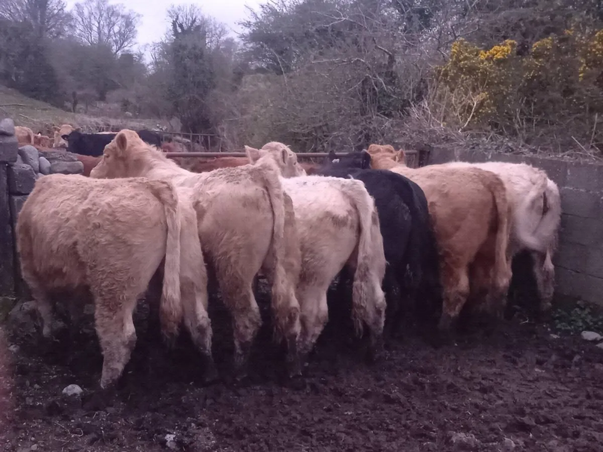 Grass cattle  for gort - Image 1