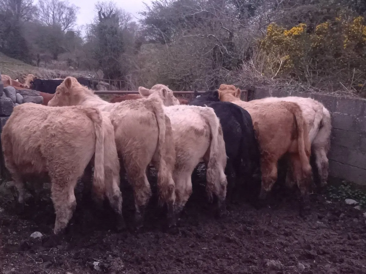 Grass cattle  for gort - Image 2