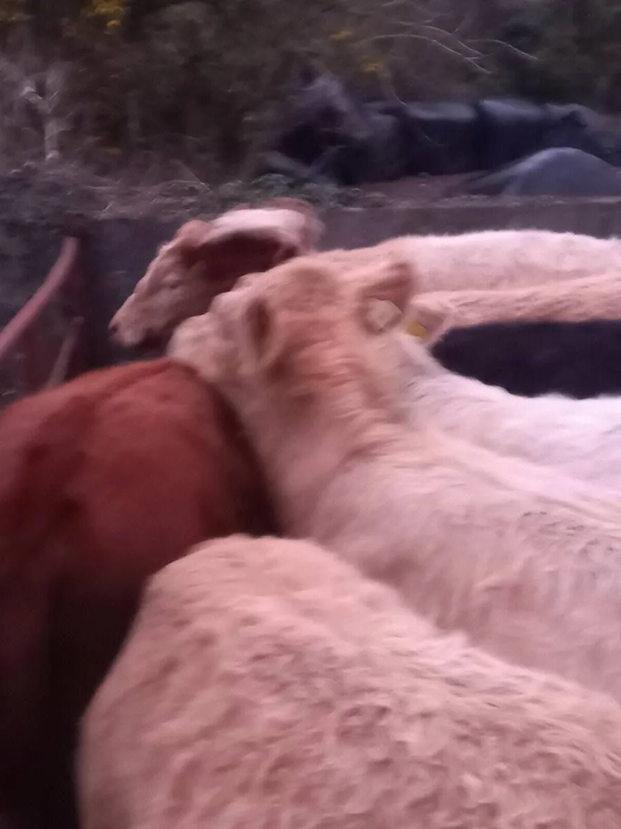 Grass cattle  for gort - Image 3