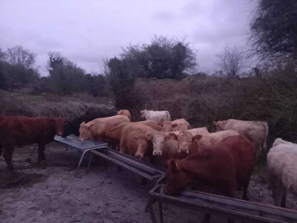 Grass cattle  for gort - Image 4