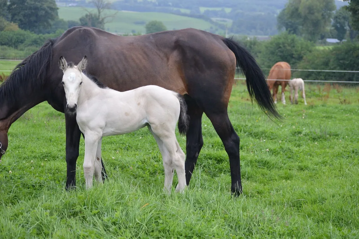 Stallion - Image 4
