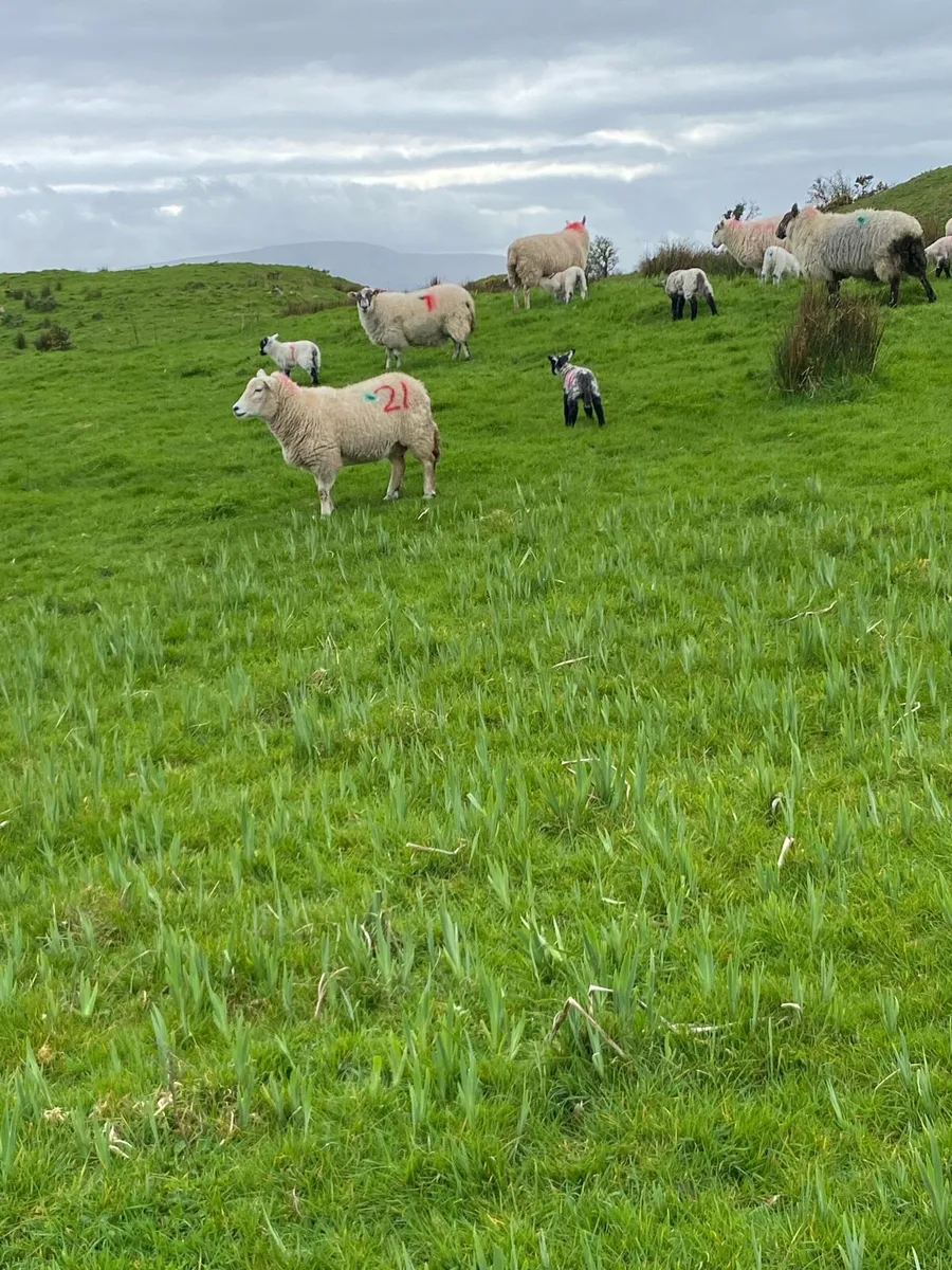 Ewes and lambs - Image 2