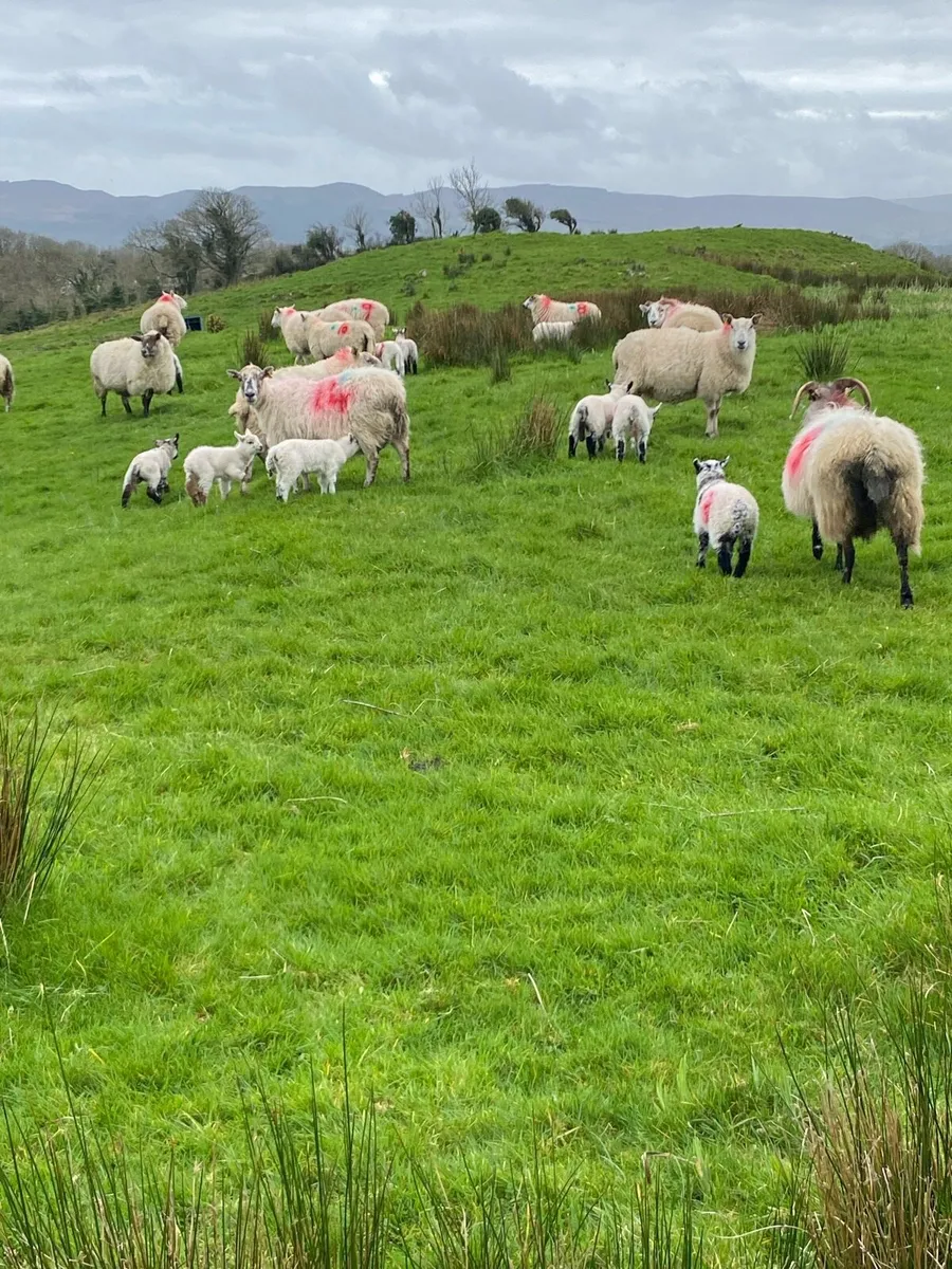 Ewes and lambs - Image 3