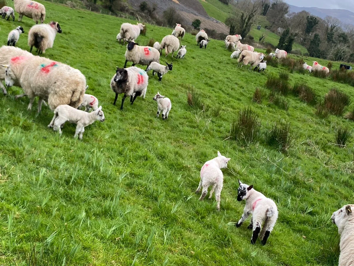 Ewes and lambs - Image 4