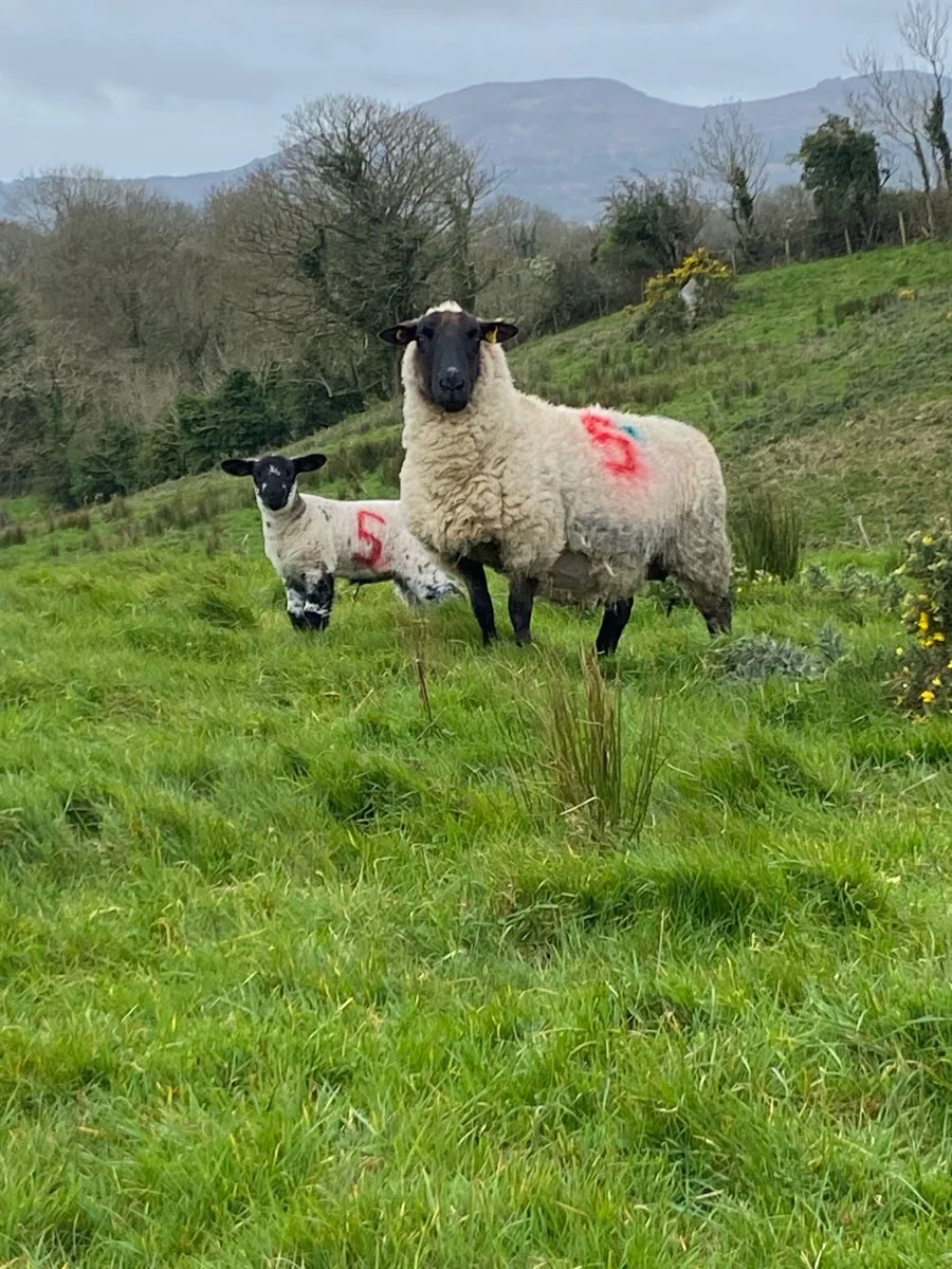 Ewes and lambs - Image 1
