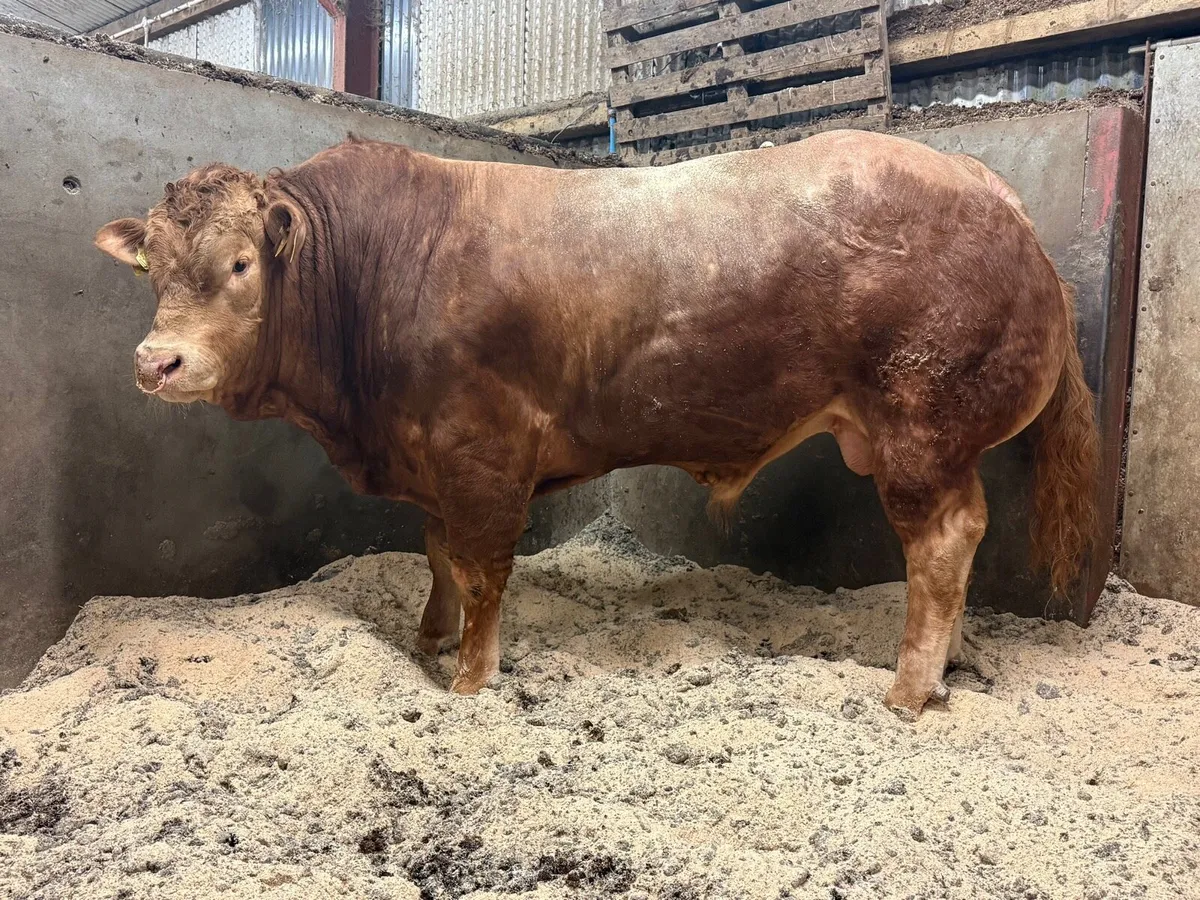 Pedigree Limousin Bull - Image 2