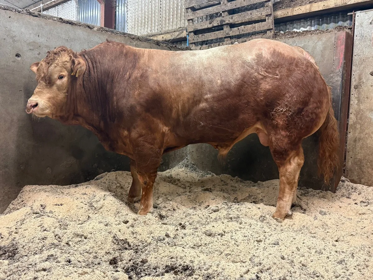 Pedigree Limousin Bull - Image 3