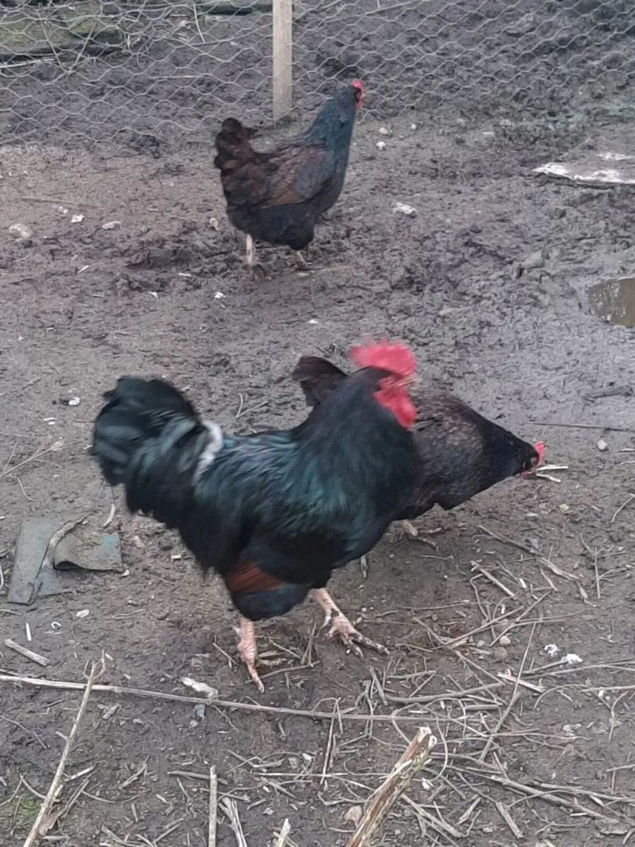 Hatching eggs - Image 1