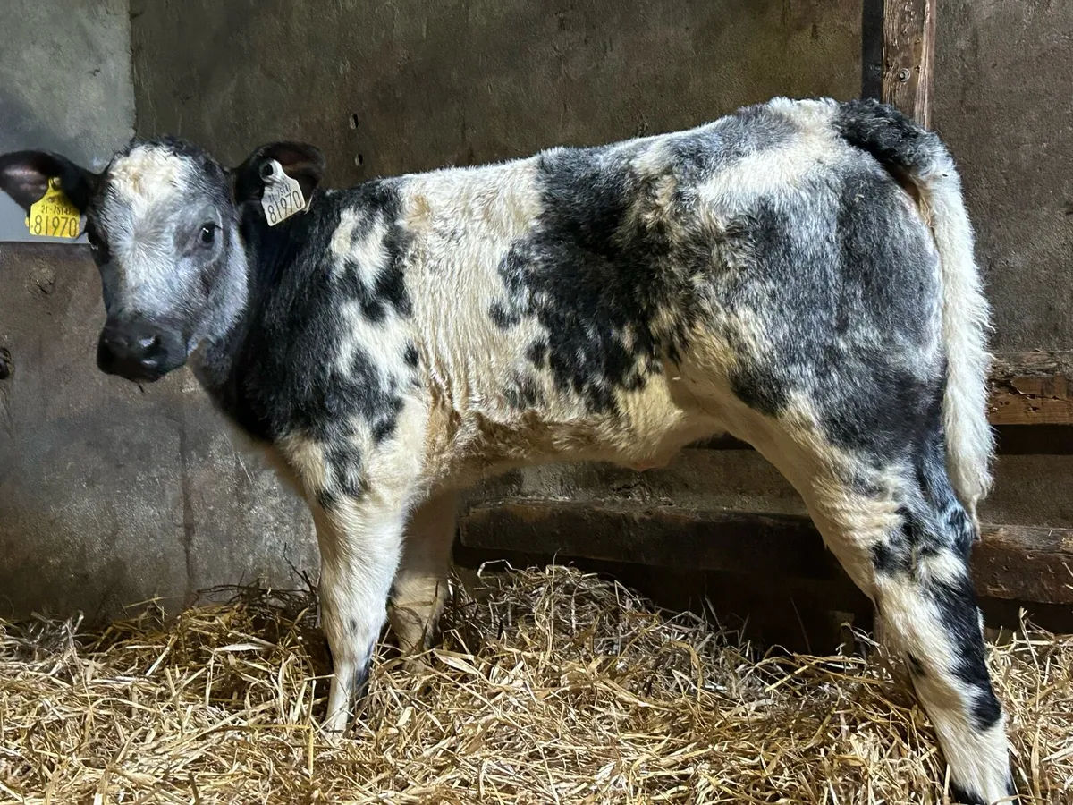 Mad For A Cow - Image 1