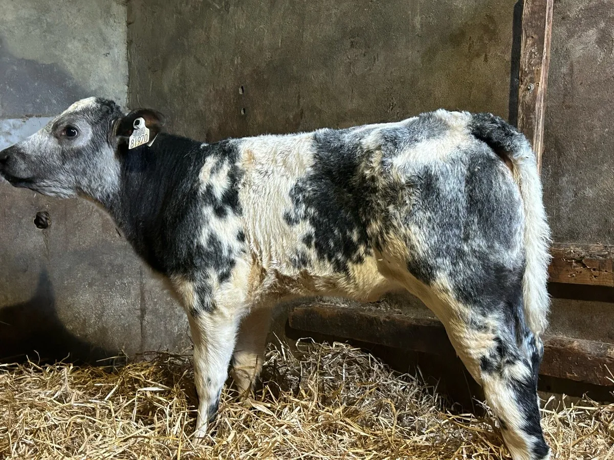 Mad For A Cow - Image 2