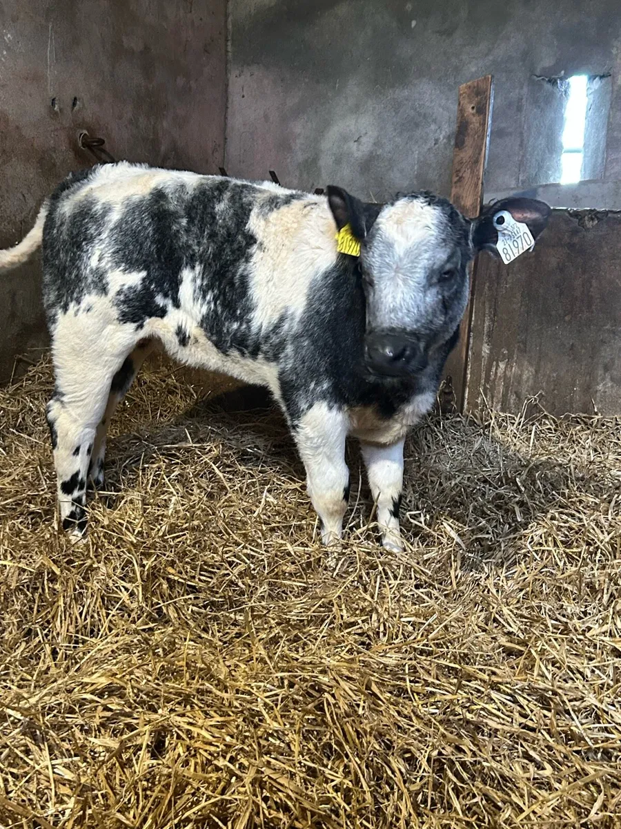 Mad For A Cow - Image 3