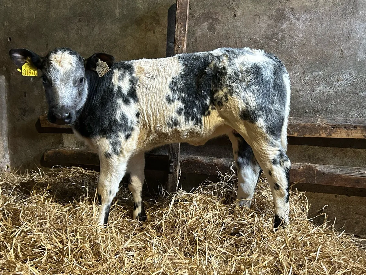 Mad For A Cow - Image 4