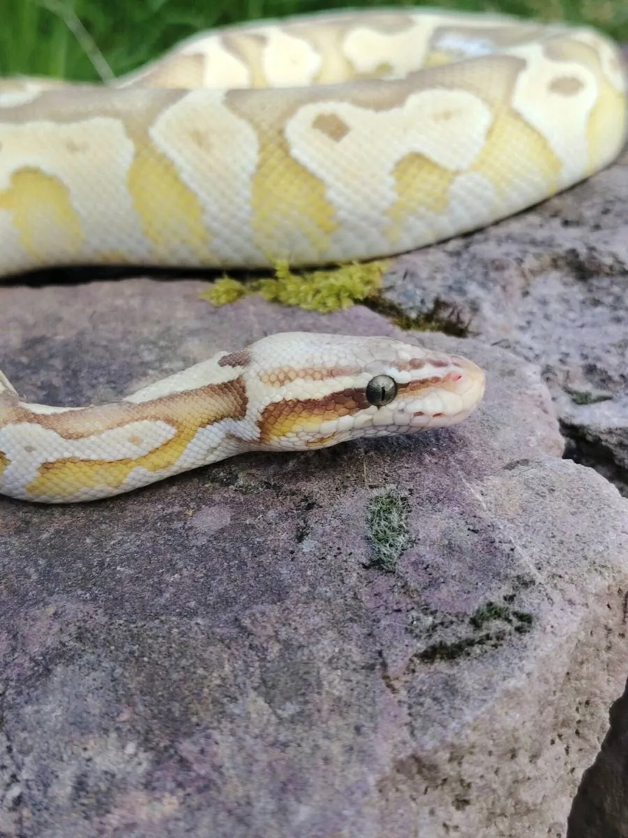 Ball python - Image 1