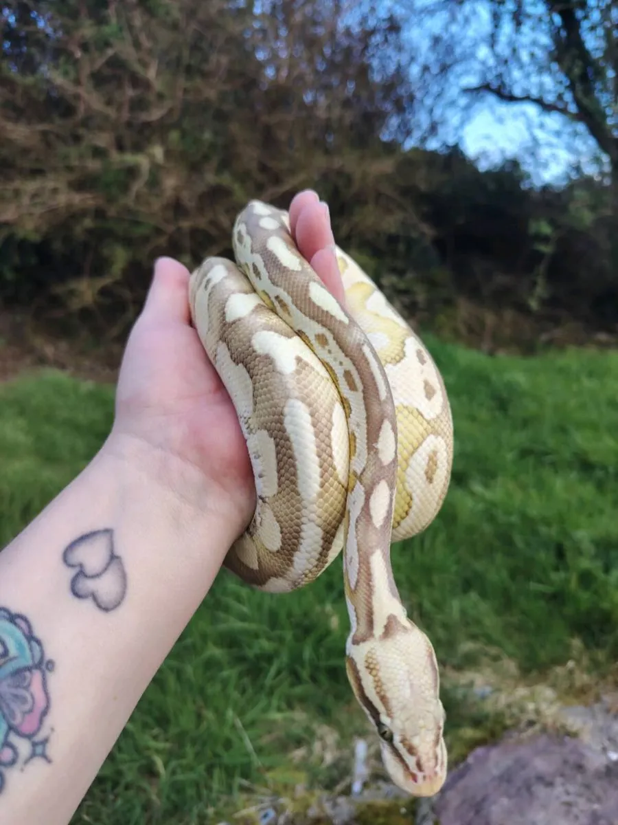 Ball python - Image 2