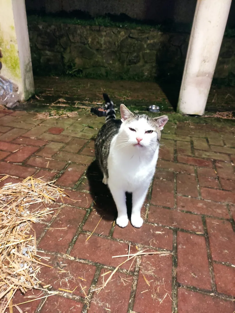 Adult Cat 5yo Waffles and Tofu - Image 2