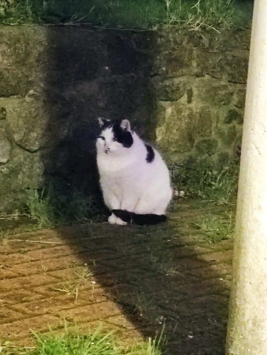 Adult Cat 5yo Waffles and Tofu - Image 3