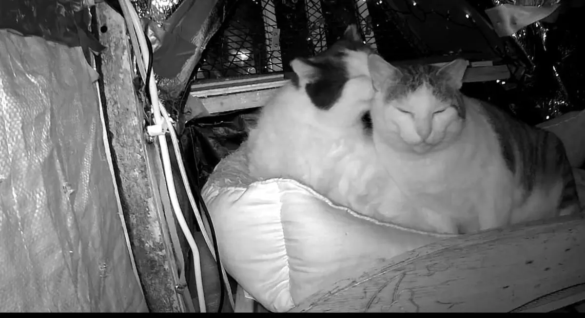 Adult Cat 5yo Waffles and Tofu - Image 4